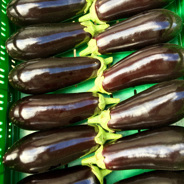 Aubergine