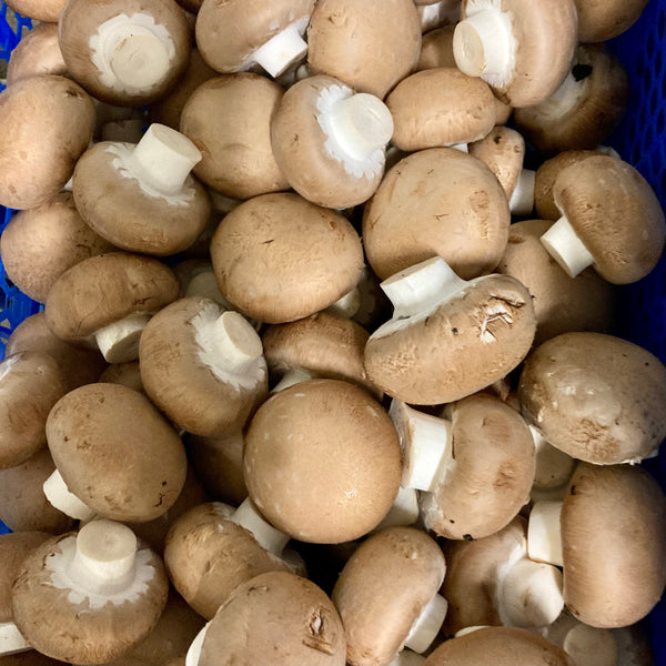 Champignons Kastanje