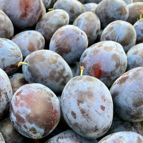 Pruimen Blauw LImburg