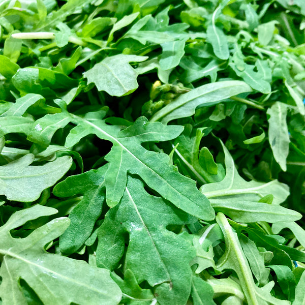 Rucola